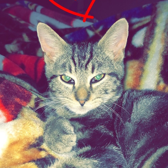 Meet your Posher, Siennah - Picture 1 of 1